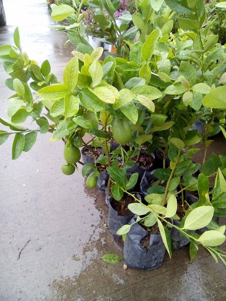 ต้นเลมอนสเปน กิ่งตอน Lemon spain