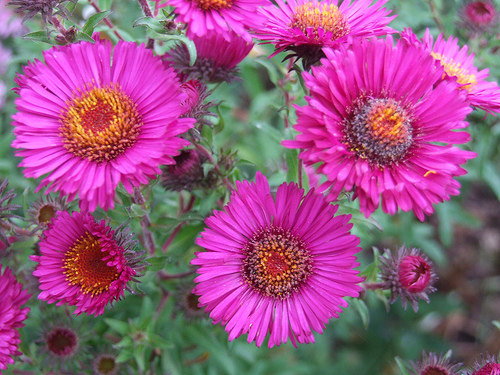 100000 Seeds 100 grams England Aster Wildflower