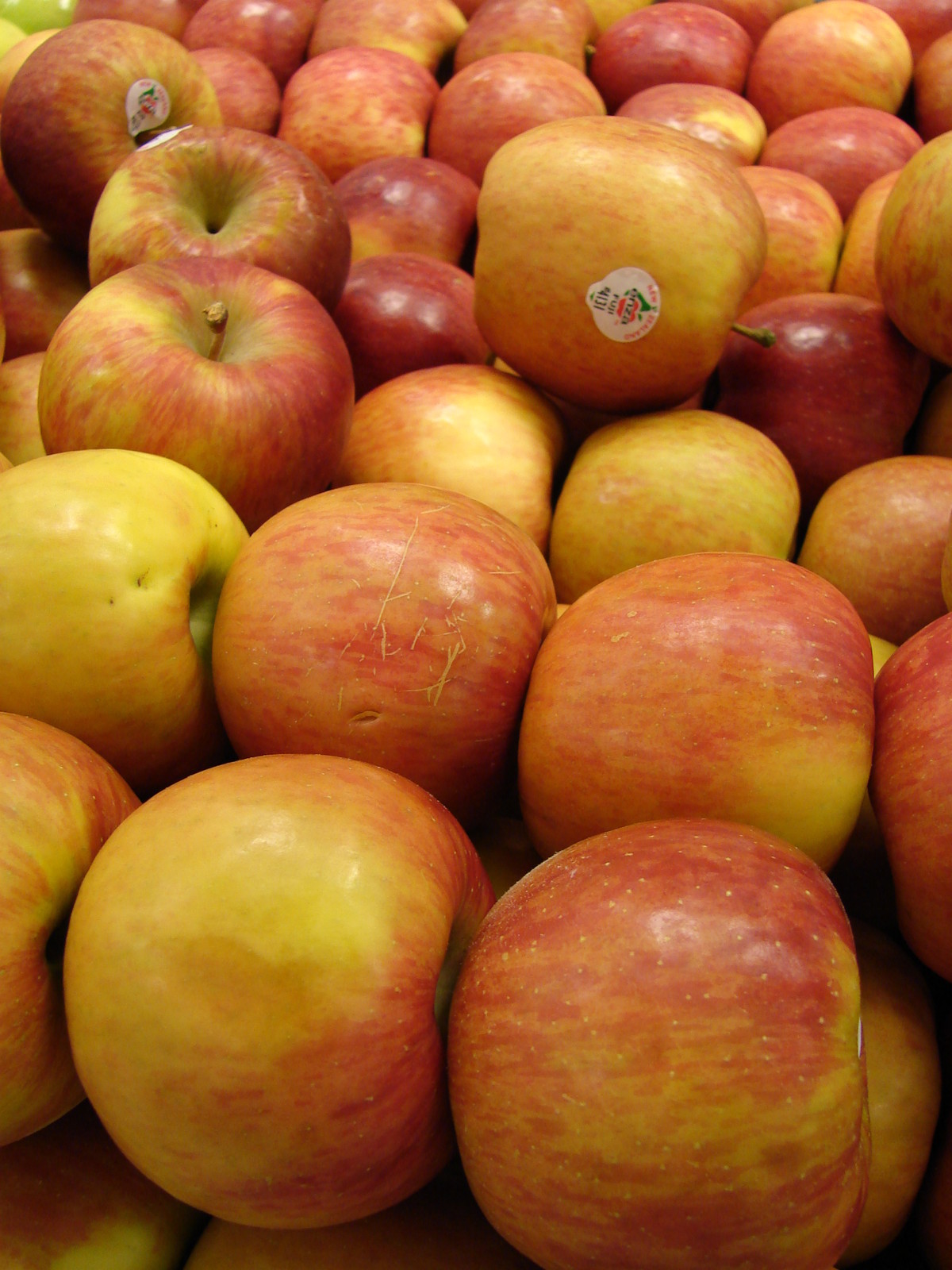 Fuji Apple, Malus pumila "Fuji"(20) เมล็ดแอปเปิ้ลฟูจิ 20 เมล็ด