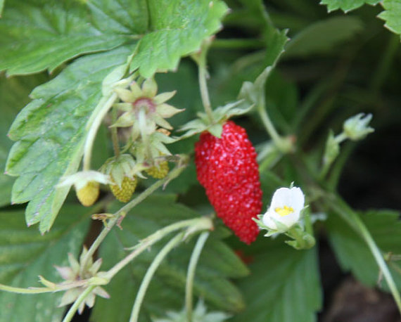 Wild strawberry seeds RUGIA