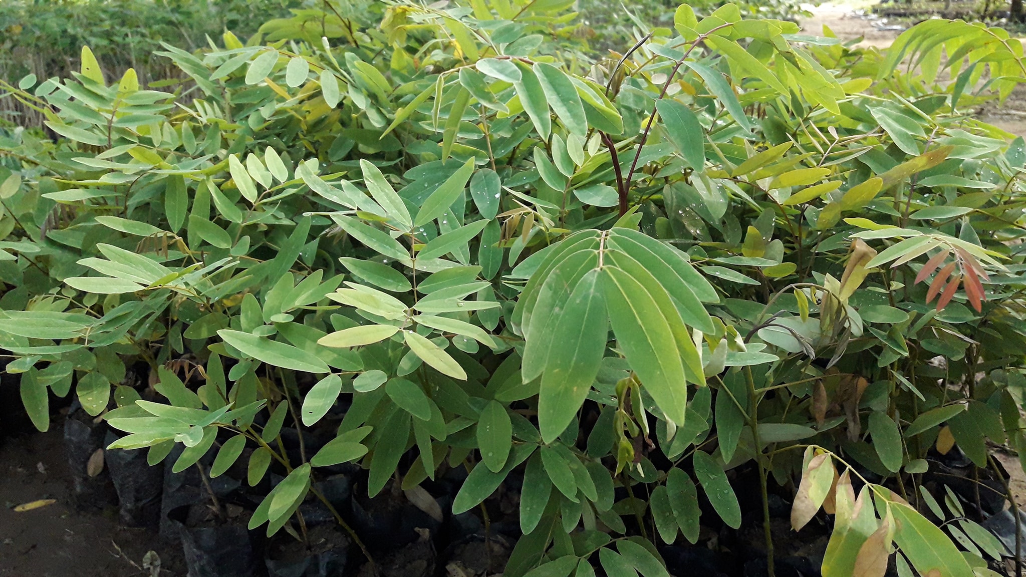 ต้นขี้เหล็ก ชุดละ 100 ต้น รวมค่าส่งแล้ว