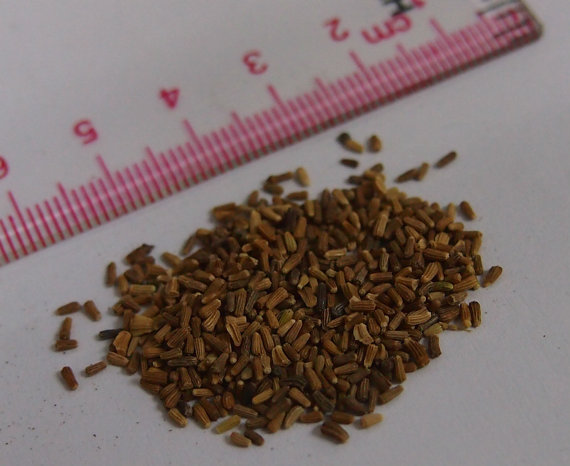 36000 เมล็ด 100 กรัม Marigold Crown Daisy Garden Flower