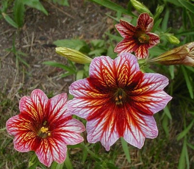 333,000 เมล็ด 100 กรัม Salpiglossis Painted Tube Tongue Velvet Trumpet Flower