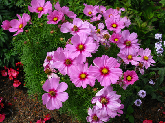 14000 เมล็ด 100 กรัม Garden Cosmos Pink Day Dream Flower