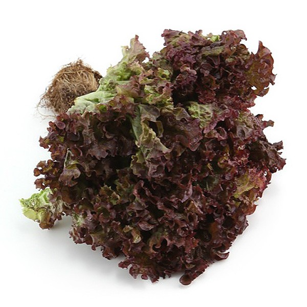 ผักสลัดเรดโครอล red coral lettuce