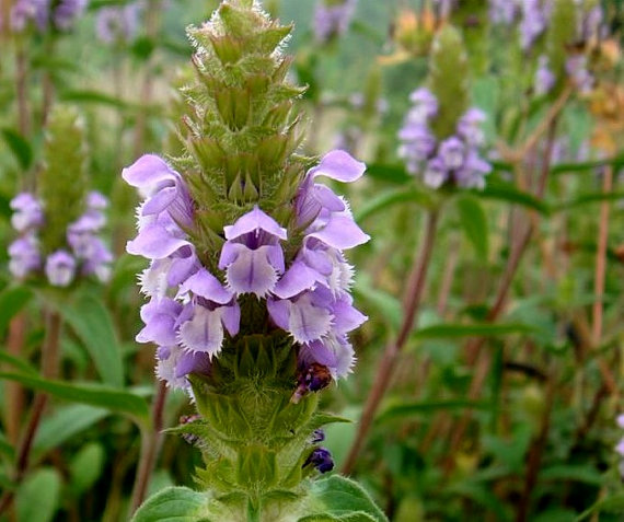Self Heal Prunella Mix Herb common selfheal fruit-spike Garden Blue Purple