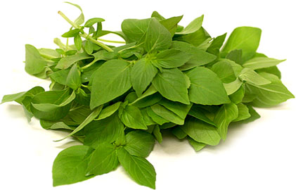 แมงลัก Lemon basil