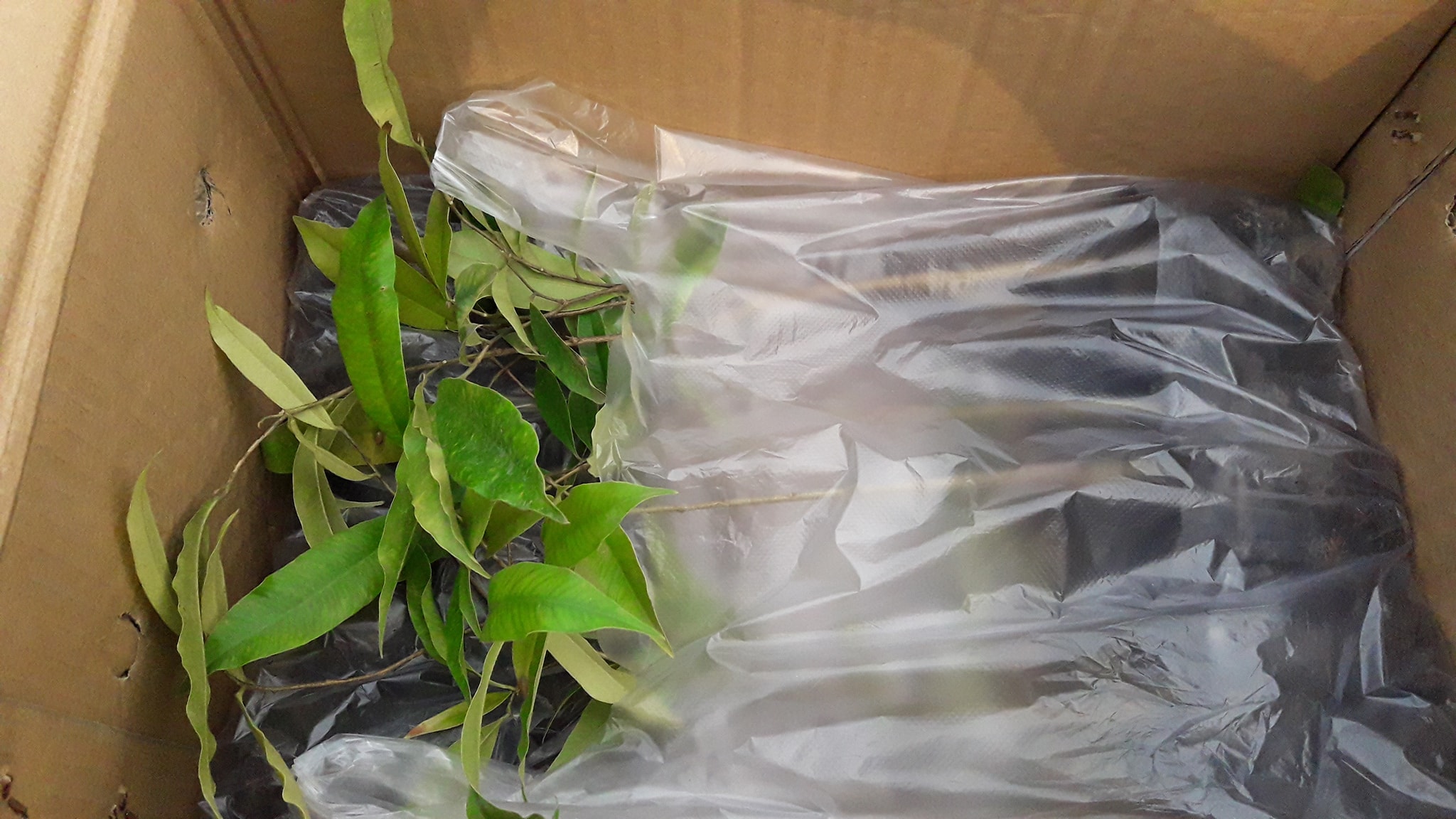 ต้นพยุงไทย ชุดละ 100 ต้น รวมค่าส่งแล้ว