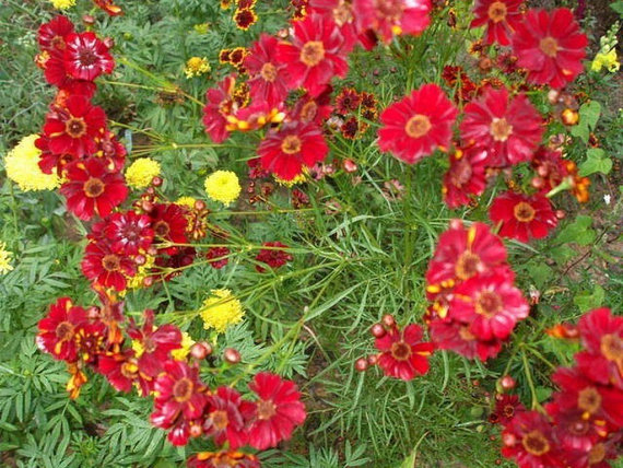 25000 เมล็ด 100 กรัม Coreopsis Basalis Tickseed Sea Dahlia Dwarf Red