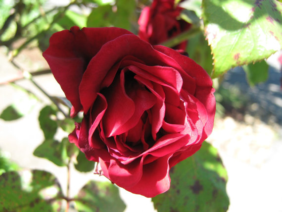 Climbing Rose Seeds Climber Deep Red Perennials Flower