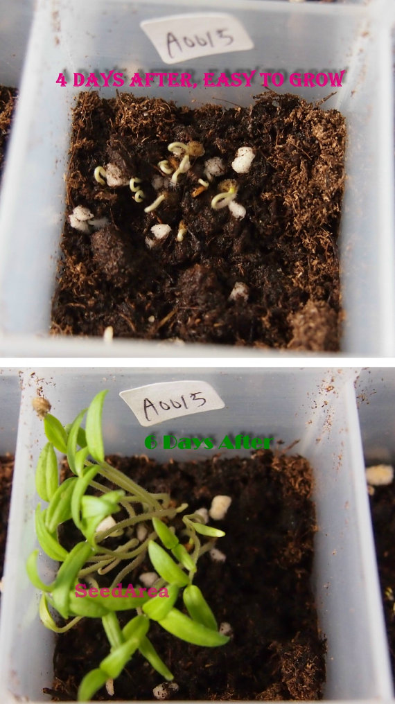 Tomato Lycopersicon Esculentum Cornabel Roma Vegetable(50) มะเขือเทศ Lycopersicon Esculentum 50 เมล็ด