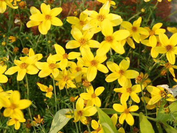 50000 เมล็ด 100 กรัม Bidens Golden Eye Goddess