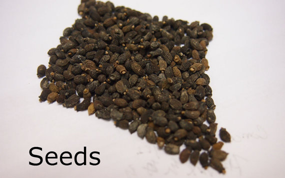 100 กรัม 5,300 เมล็ด Borage Flower