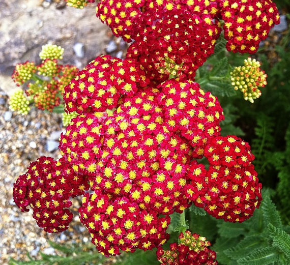 Achillea millefolium Yarrow Sneezewort Paprika mix Flower Bulk Seeds