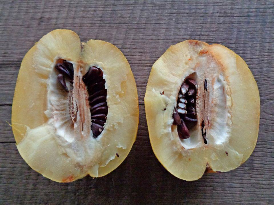 ต้นเจโทคอด ผลสีเหลือง