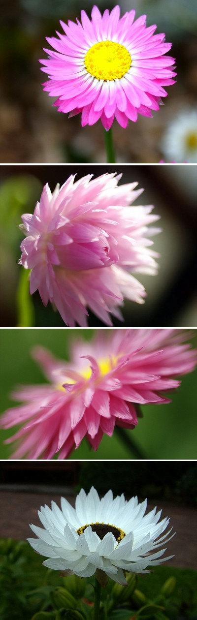 25000 เมล็ด 100 กรัม Helipterum Australian Crisp Everlasting Seed