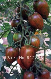 Purple Fairy Tomato มะเขือเทศนางฟ้าสีม่วง 20 เมล็ด
