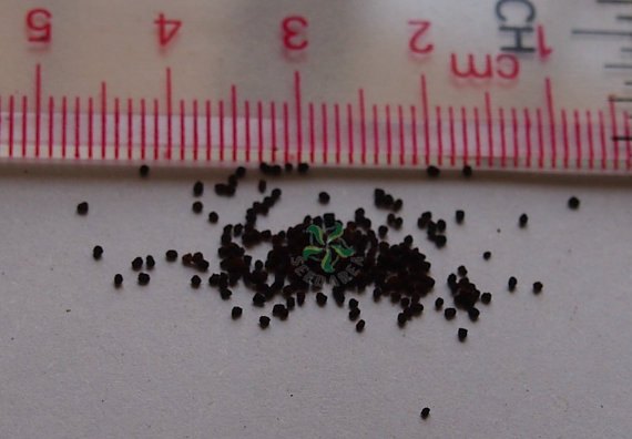 Antirrhinum majus Snapdragon Pink Garden Flower