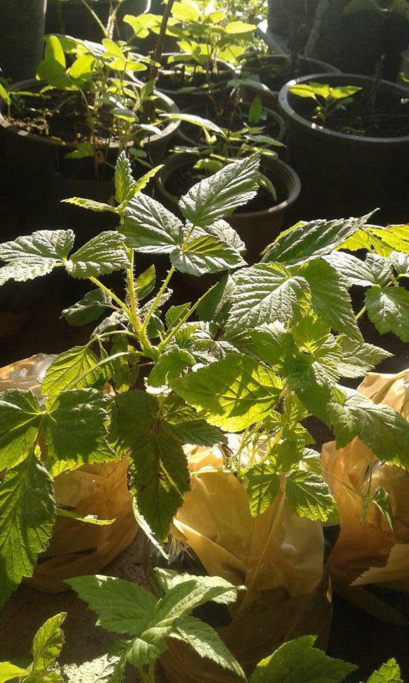 ต้นเรดราสเบอร์รี่ Redraspberry พันธุ์ Amity