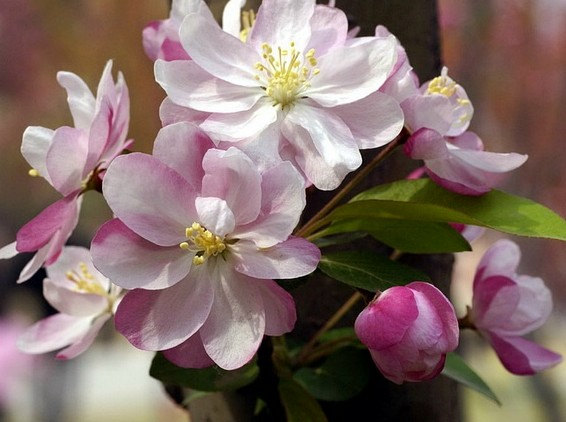 European Crab Apple Seeds Malus micromalus Midget crabapple Malus sylvestris Tree