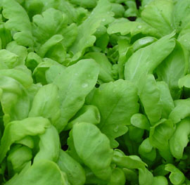 ตั้งโอ๋ GARLAND CHRYSANTHEMUM