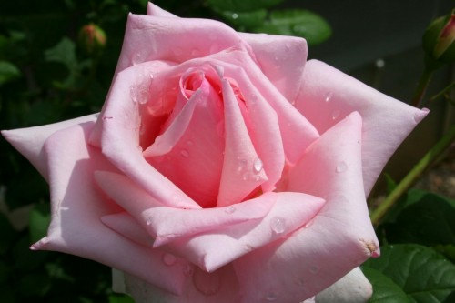 Pink Roses Rose Gentleness Admiration Flower