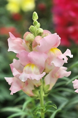 Antirrhinum majus Snapdragon Pink Garden Flower