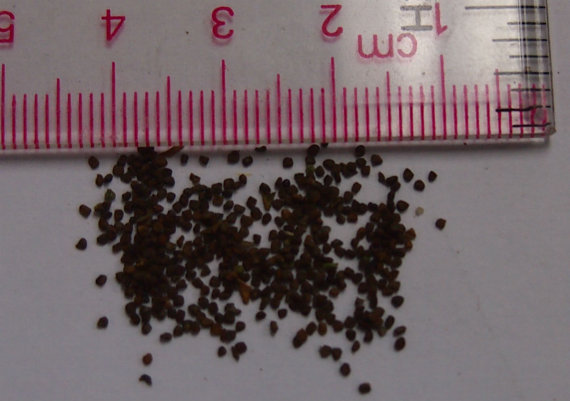 333,000 เมล็ด 100 กรัม Salpiglossis Painted Tube Tongue Velvet Trumpet Flower