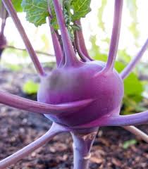 Kohlrabi กระหล่ำปม