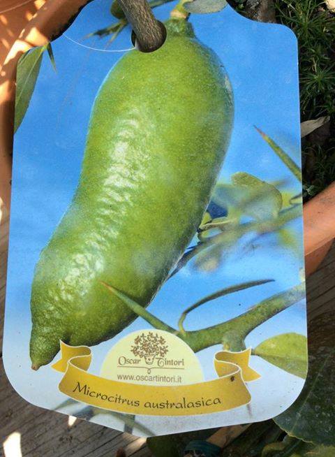 ต้นมะนาวนิ้วมือ (Finger Lime) เลือกสายพันธุ์ได้