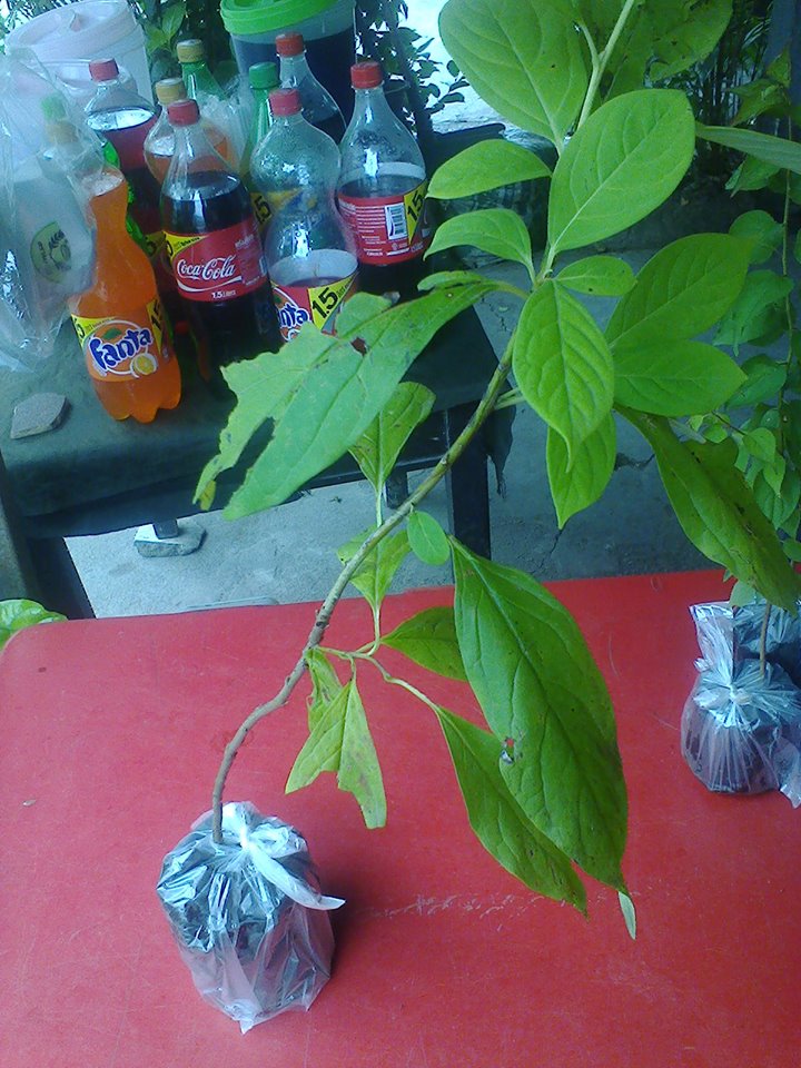 ต้นพลับ Persimmon