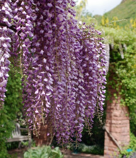 Wisteria Seeds Tree Seeds Wisteria sinensis Chinese Wisteria Vine Purple Flowers