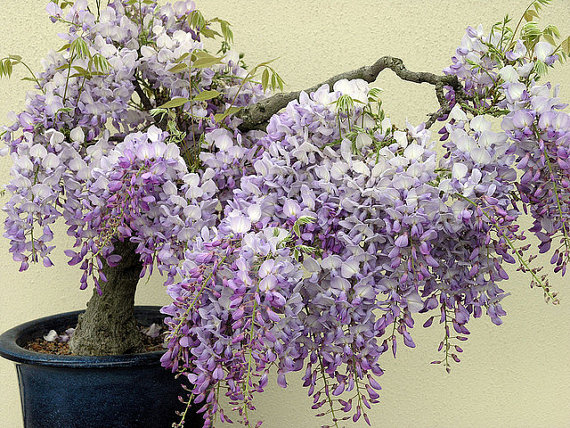 wisteria ชุดใหญ่ 20 เมล็ด