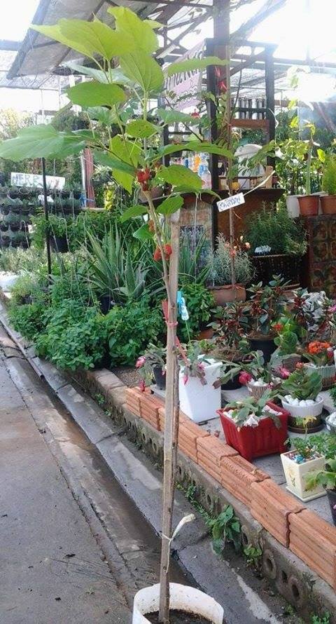 ต้นหม่อน (มัลเบอร์รี่)
