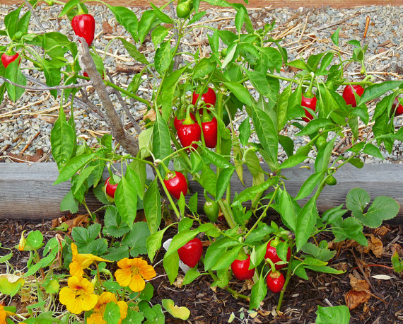 Hot Cherry Bomb Peppers
