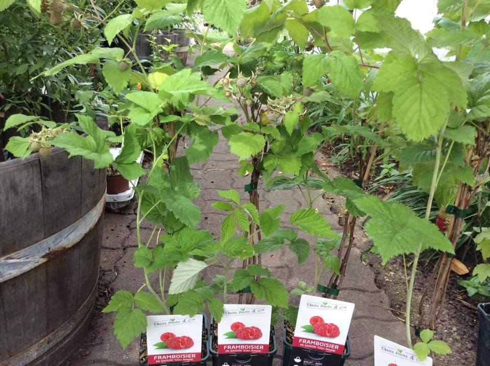 ต้นเรดราสเบอร์รี่ RED respberry