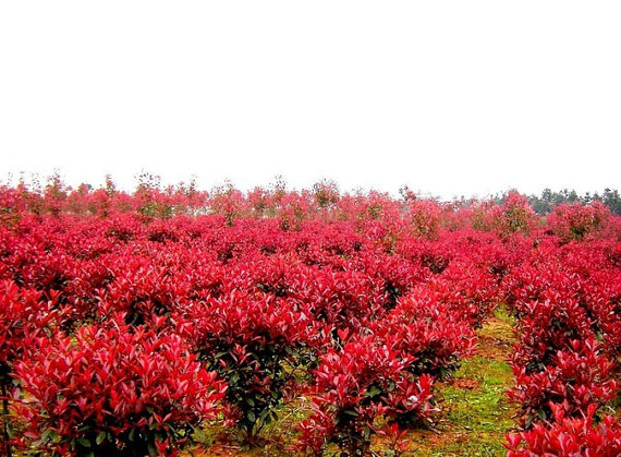 Photinia fraseri frasery serrulata Red tipluohu Flower