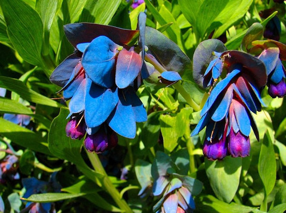 Cerinthe Honeywort Major Purpurasces Shrimp Plant Blue Purple Garden Wax Flower