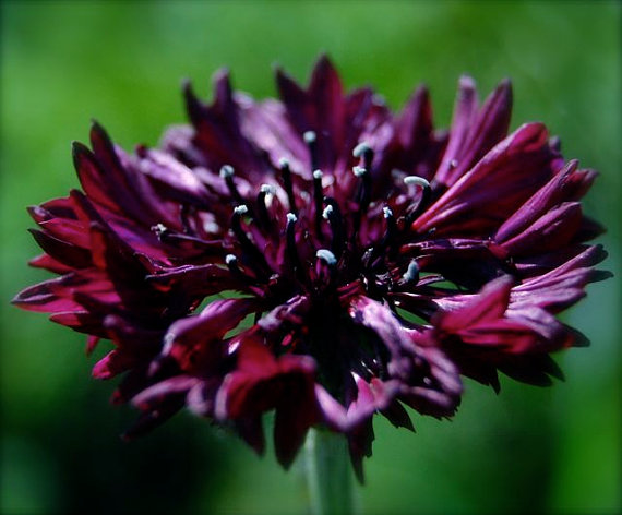20000 เมล็ด 100 กรัม Centaurea Cornflower mixed flower