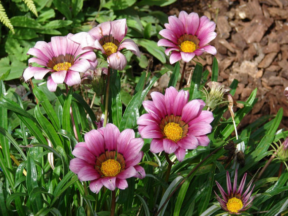 Coastal Gazania Treasure Stars Flame Treasureflower