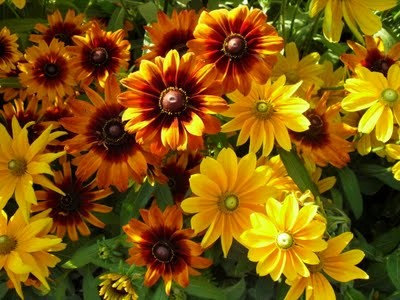 166000 เมล็ด 100 กรัม Rudbeckia Yellow Golden flower Black Eyed Susan