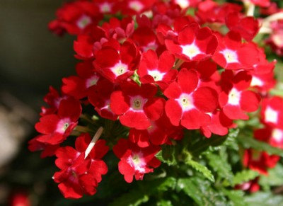 Veined Verbana Verbena Vervain Moujean tea Purpletop Red Flower