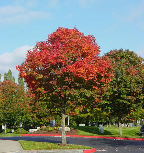 Acer Truncatum Chinese Shantung Maple Tree Purple Blow Painted