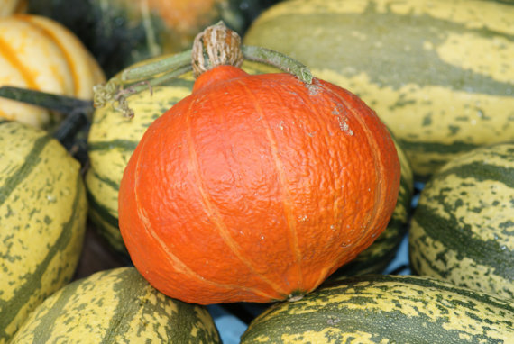 Japanese squash seeds UCHIKI KURI Red kuri, Red Onion squash