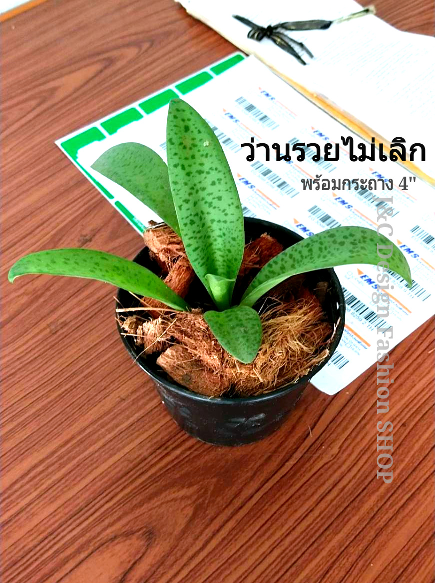 #ว่านรวยไม่เลิกไม้มงคลเรียกทรัพย์ #ต้นไม้ฟอกอากาศ