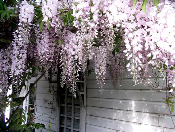 Wisteria Seeds Tree Seeds Wisteria sinensis Chinese Wisteria Vine Purple Flowers