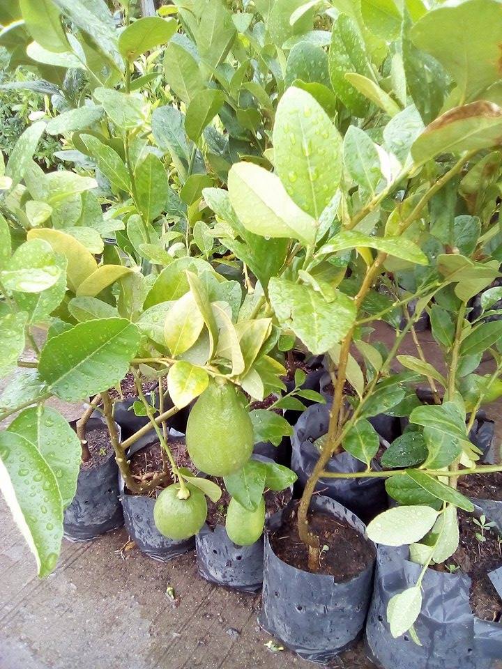 ต้นเลมอนสเปน กิ่งตอน Lemon spain