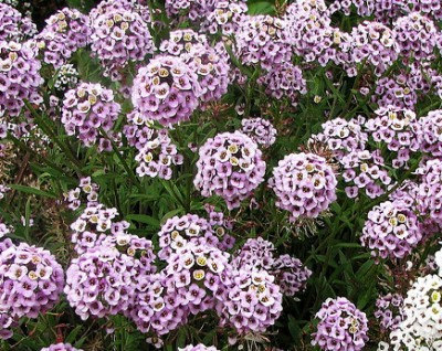Lobularia Carpet of Snow Sweet Alyssum Snowdrift Purple
