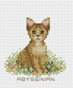 ลูกแมวแสนรัก ABYSSINIAN