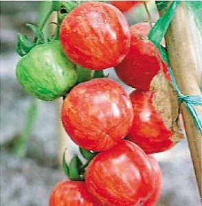 Flower Ball Tomato มะเขือเทศ Flower Ball 20 เมล็ด